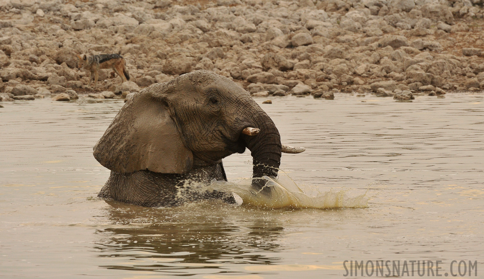 Loxodonta africana [400 mm, 1/320 sec at f / 9.0, ISO 1600]